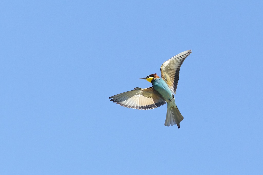 Bee Eater 30